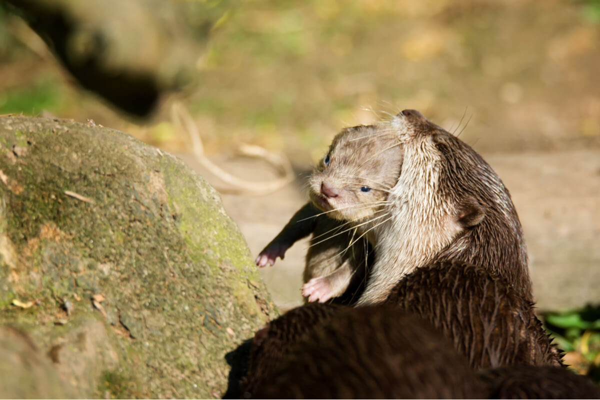 Una nutria lleva a una cría en su boca.