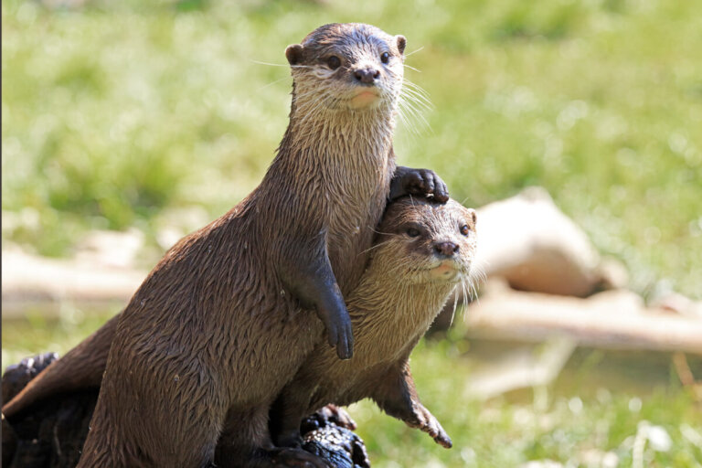 7 curiosidades de la nutria de río