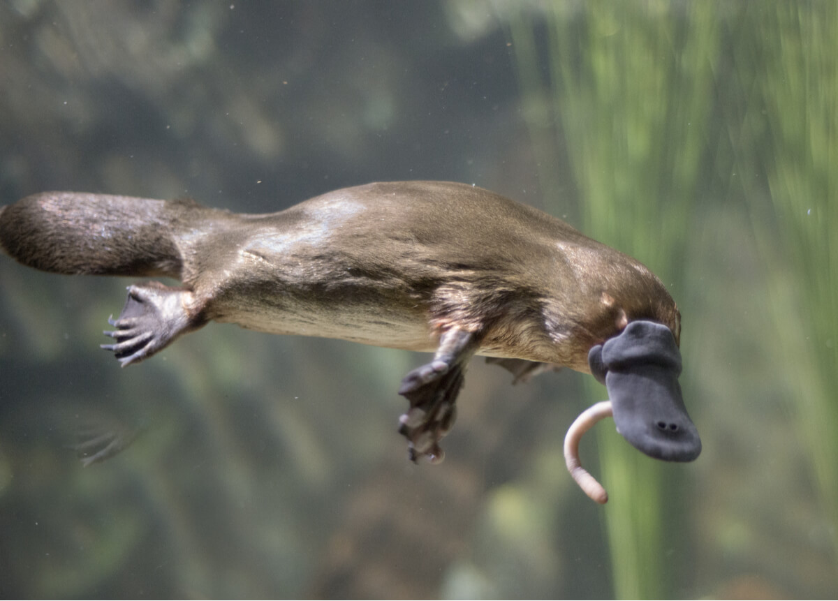 A platypus.