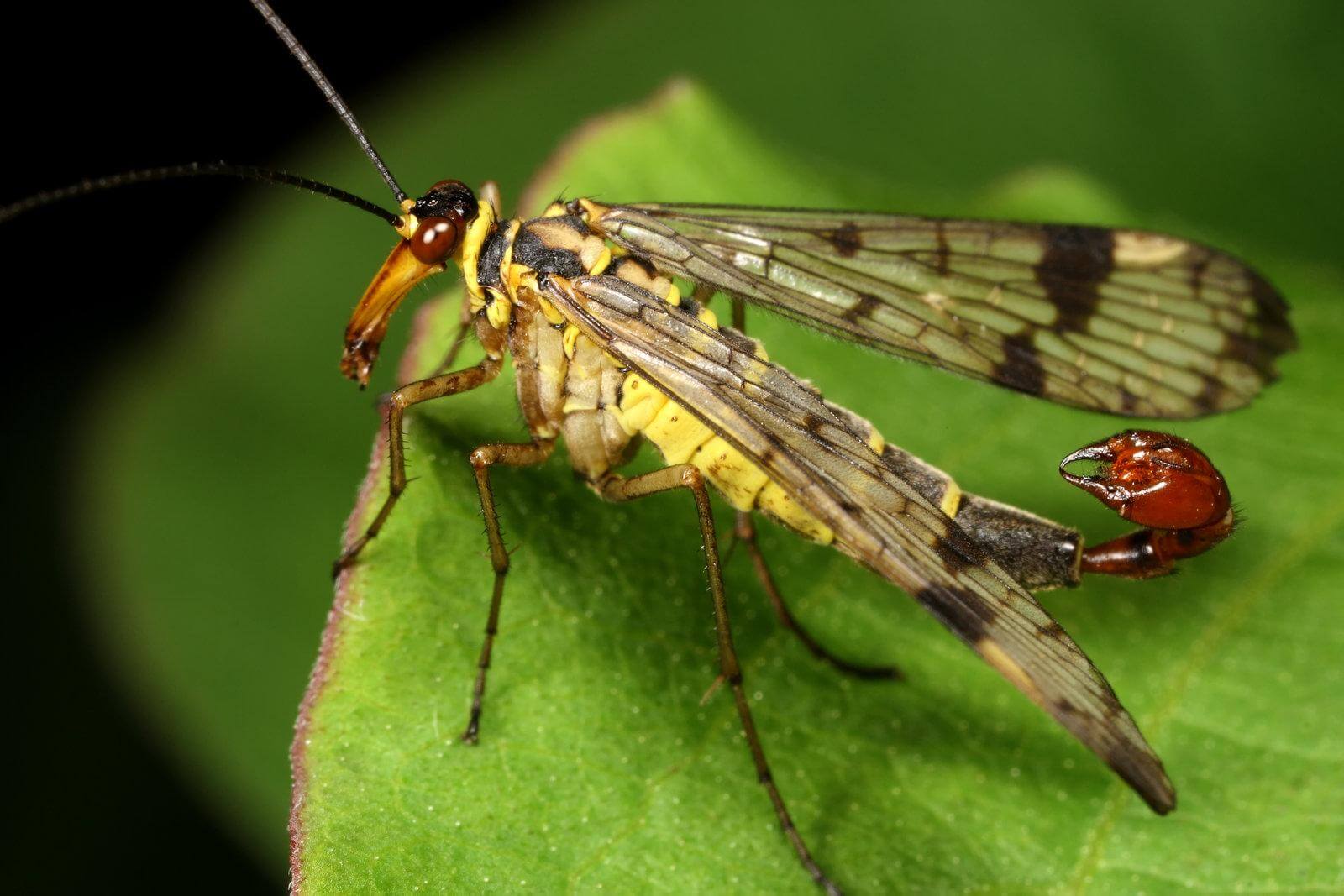 La Panorpa spp. es mejor conocido como: mosca escorpión.