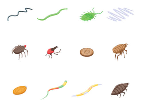Ilustración de varios tipos de parásitos.