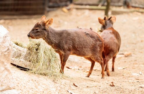 Pareja de Pudu pudu comiendo.