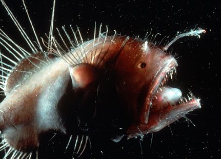A striated frogfish.