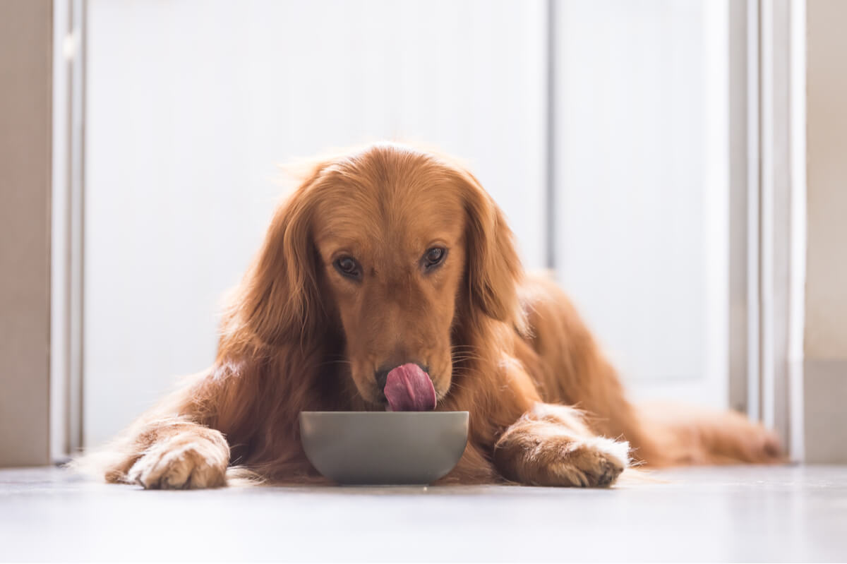 A dog eating.