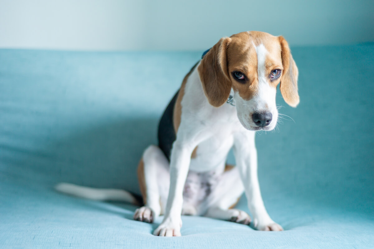 Wie man Stress bei Hunden bewältigt