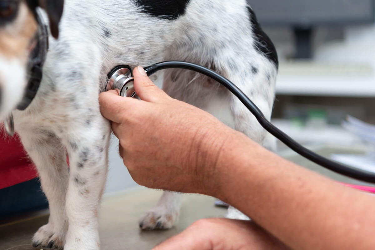 Un perro durante un chequeo veterinario.