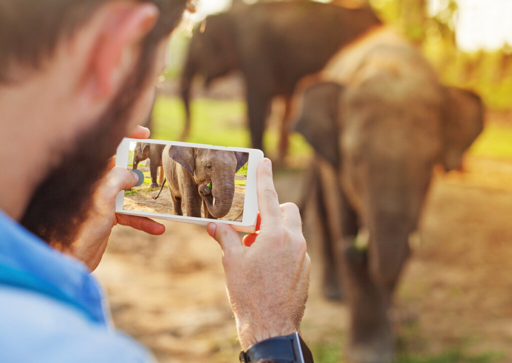 Una persona haciendo una foto a un elefante.