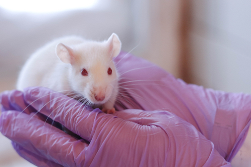 Veterinario sujetando rata blanca de laboratorio.