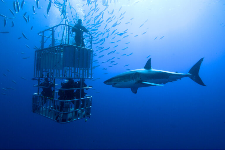 ¿Qué debes firmar antes de ir a nadar con tiburones?