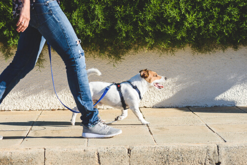 Sacar a pasear a tu mascota en cuarentena