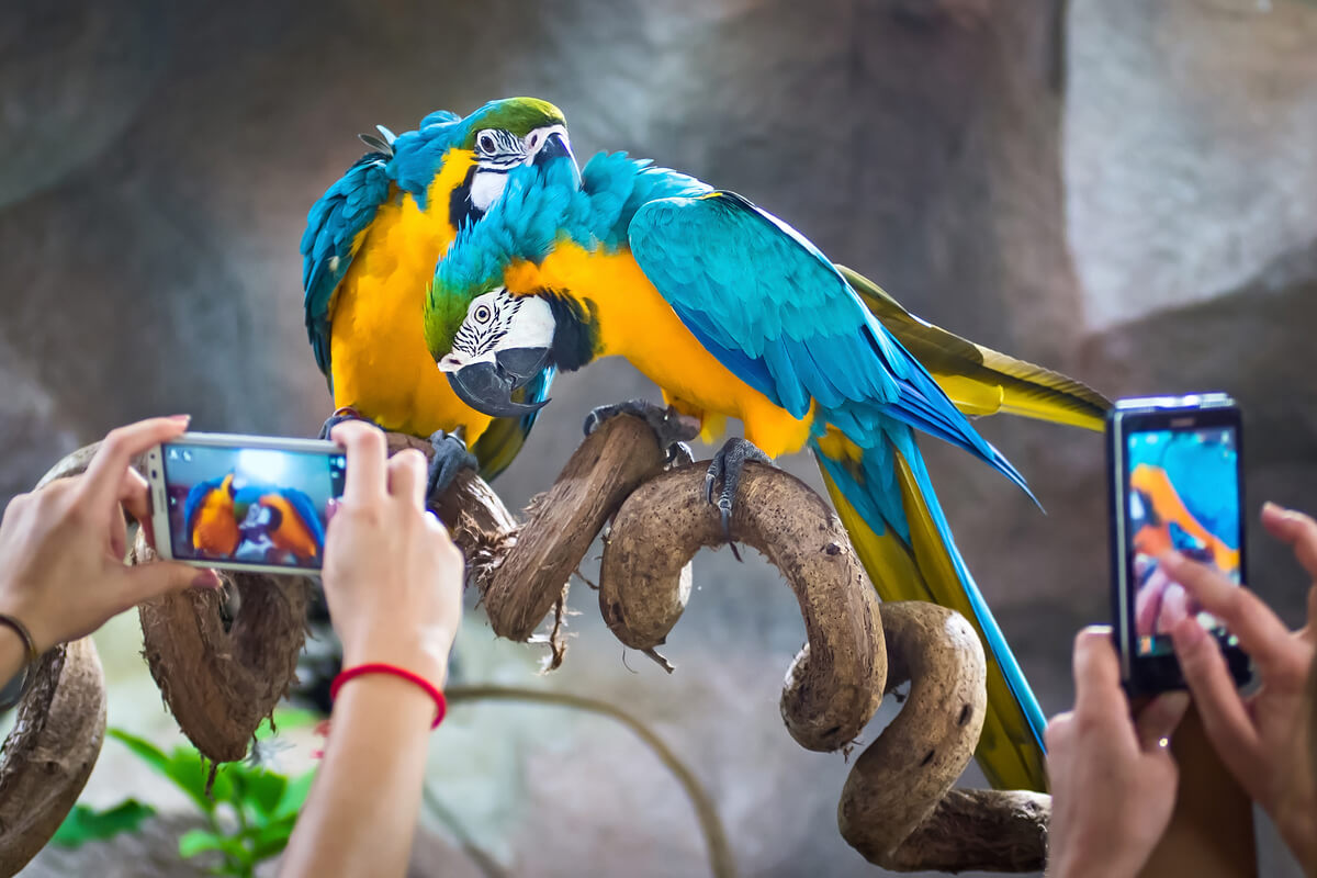 ¿Es legal hacerse fotos con animales salvajes?