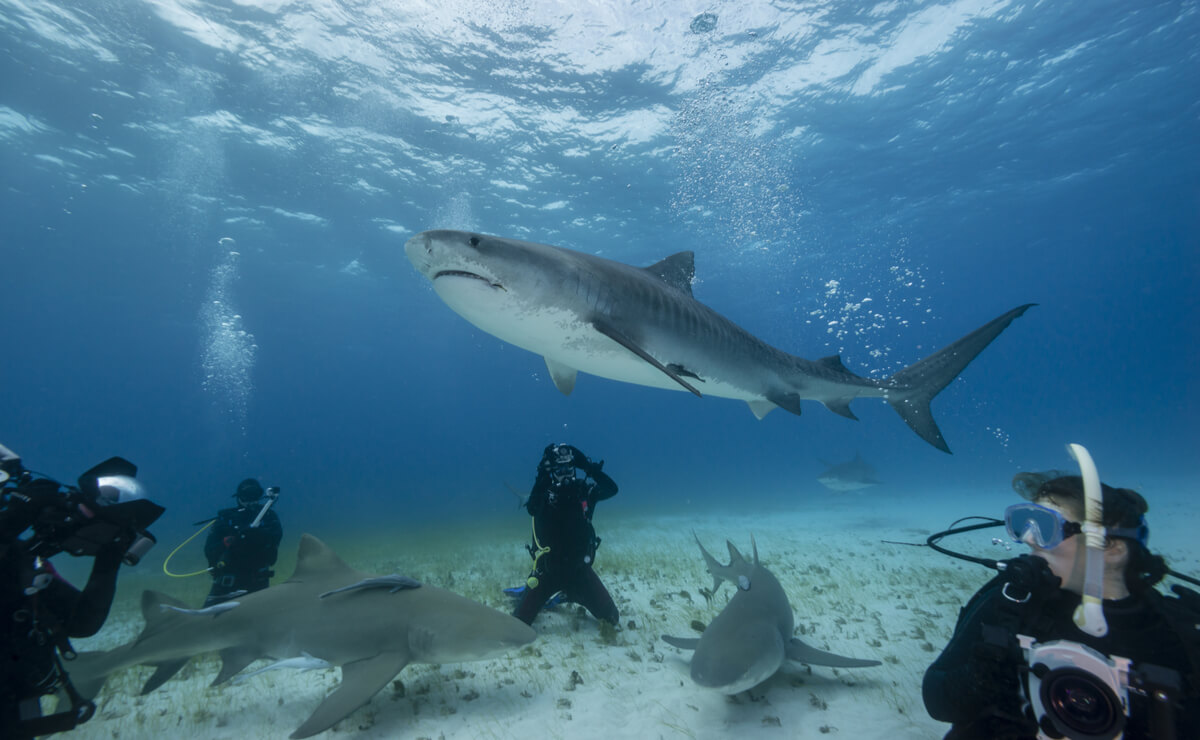 Grupo de personas nadando con tiburones.