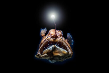 Los peces de aguas profundas tienen una visión excelente