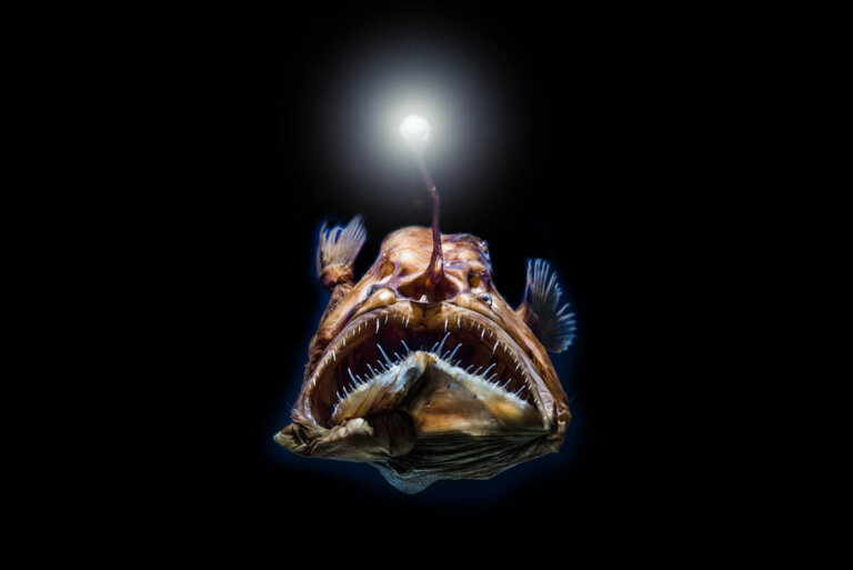 Los peces de aguas profundas tienen una visión excelente