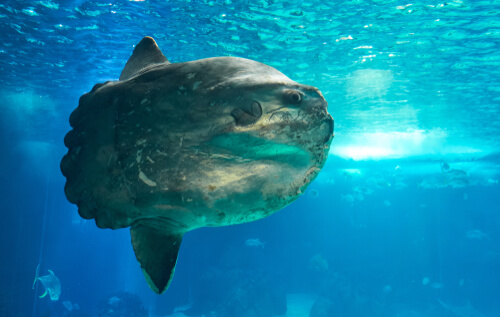 El pez luna (Mola mola), el más pesado del mundo