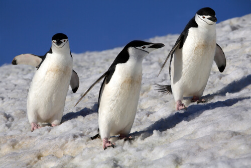 Tres ejemplares de Pygoscelis antarcticus.