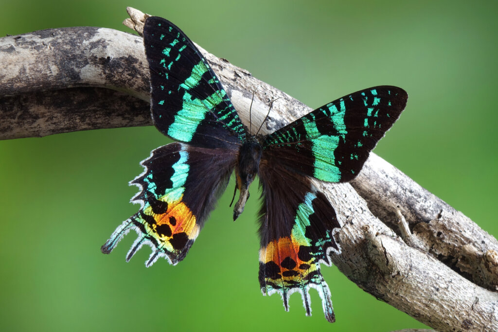 Una bella polilla crepuscular.