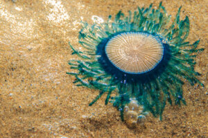 Porpita porpita, la medusa botón azul