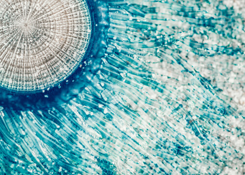 Ejemplar de Porpita porpita de cerca.