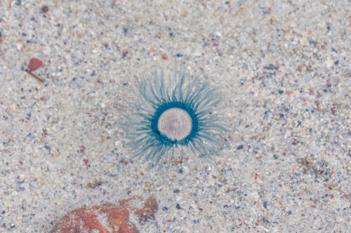 La picadura de la Porpita porpita causa irritación.