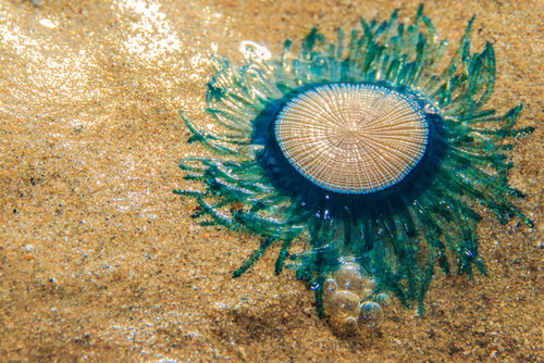 Porpita porpita, la medusa botón azul