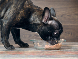La microbiota intestinal canina