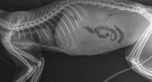 Radiografía abdominal del gato.