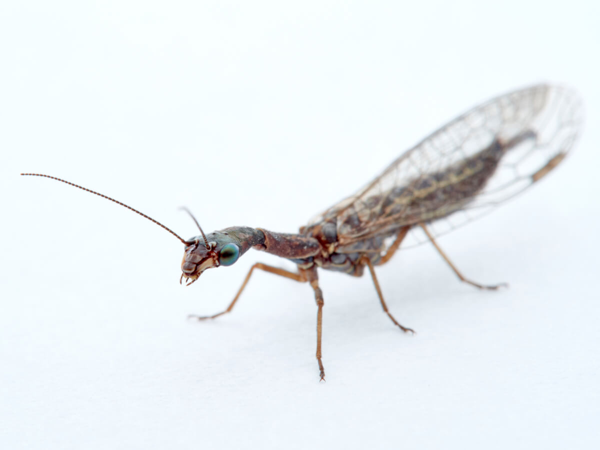El curioso caso de los insectos controladores de plagas