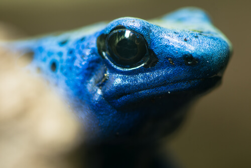 Rana azul de dardo venenoso de cerca.