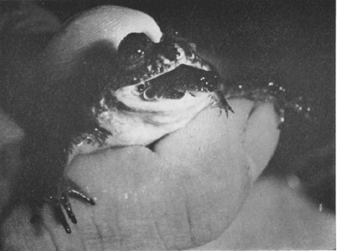 La curiosa cualidad de la rana incubadora gástrica