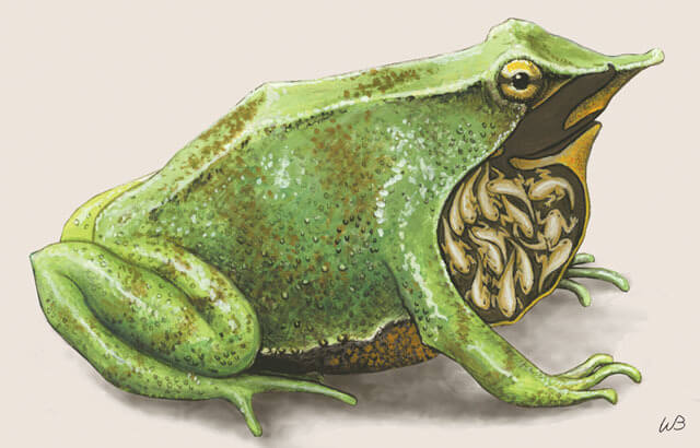 Ranita de Darwin.