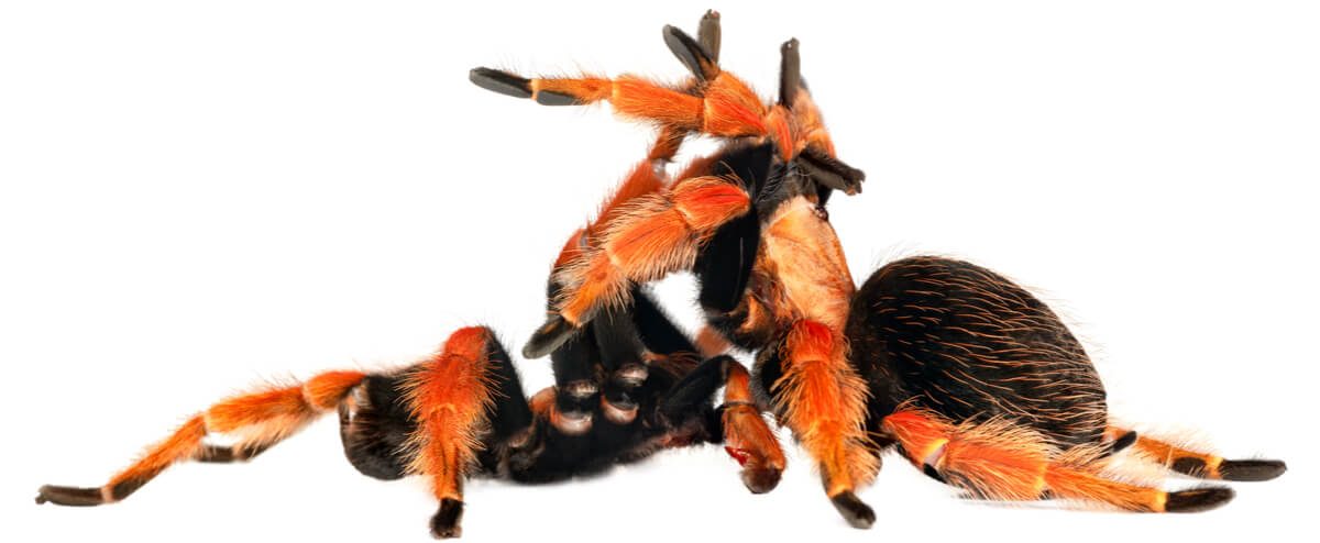 A male and a female tarantula.