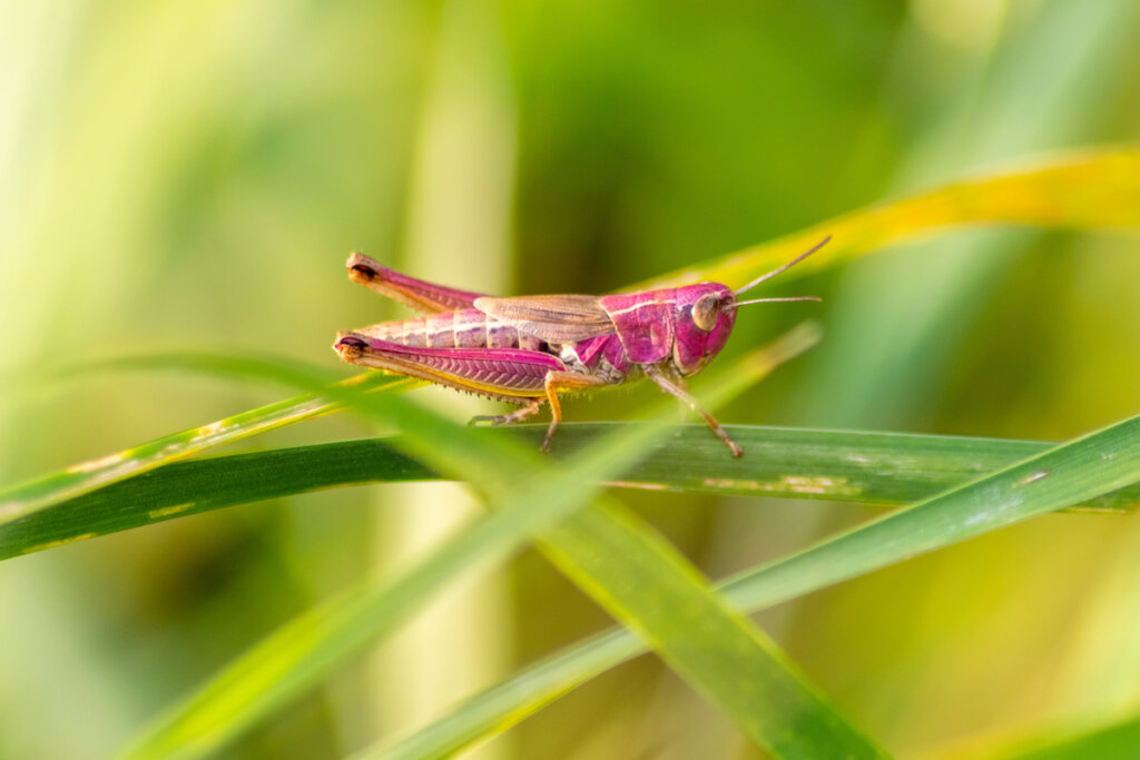 Un saltamontes rosa posado en el césped.