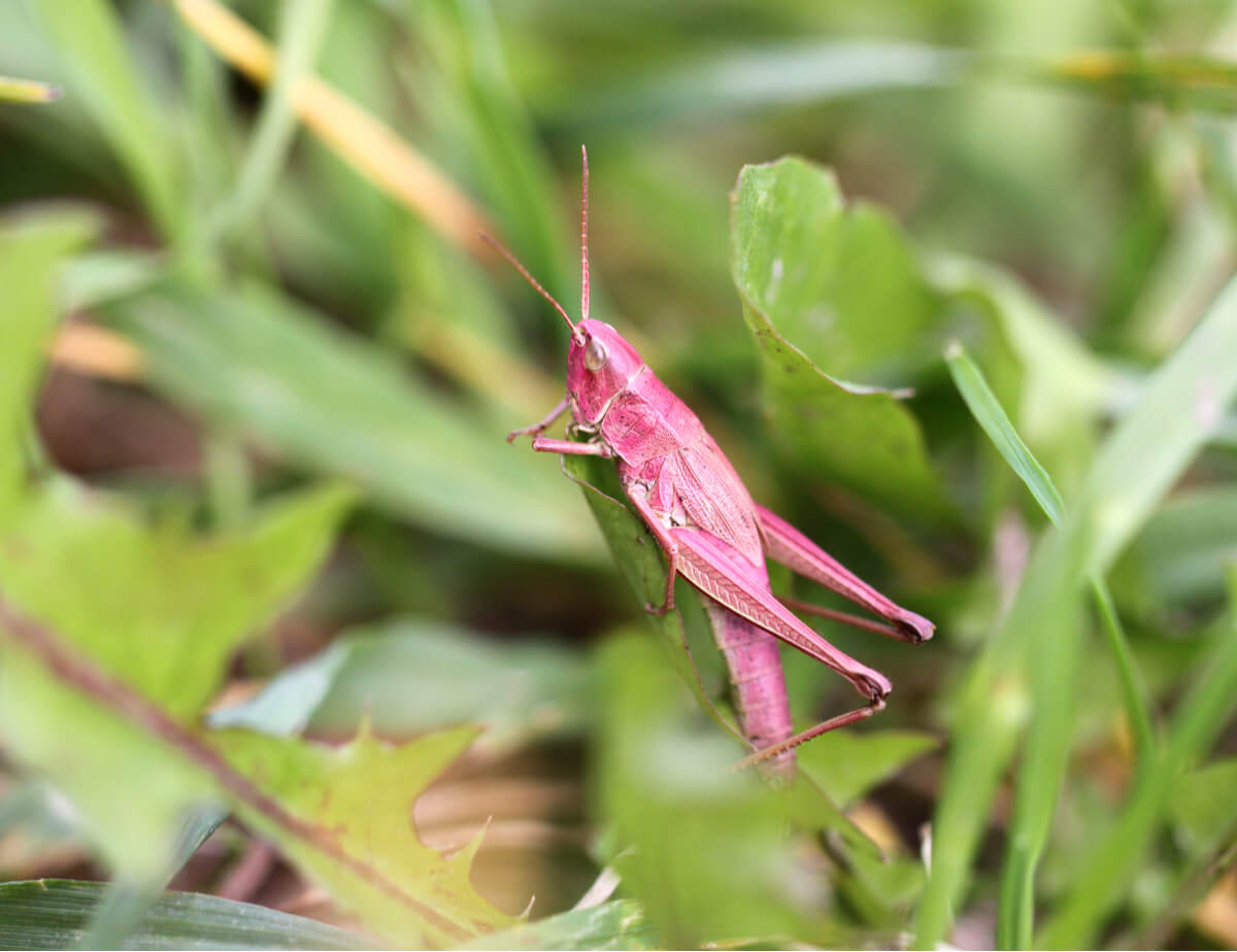 Un saltamontes rosa en el prado.