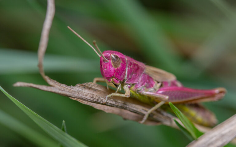 El saltamontes rosa: un insecto fascinante