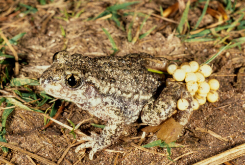 El sapo partero: padre del año