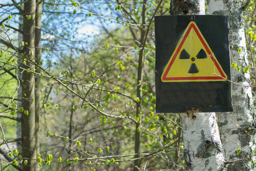 Animales salvajes que repoblaron Fukushima