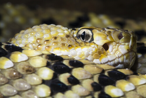 ¿Cómo es la visión de la serpiente?