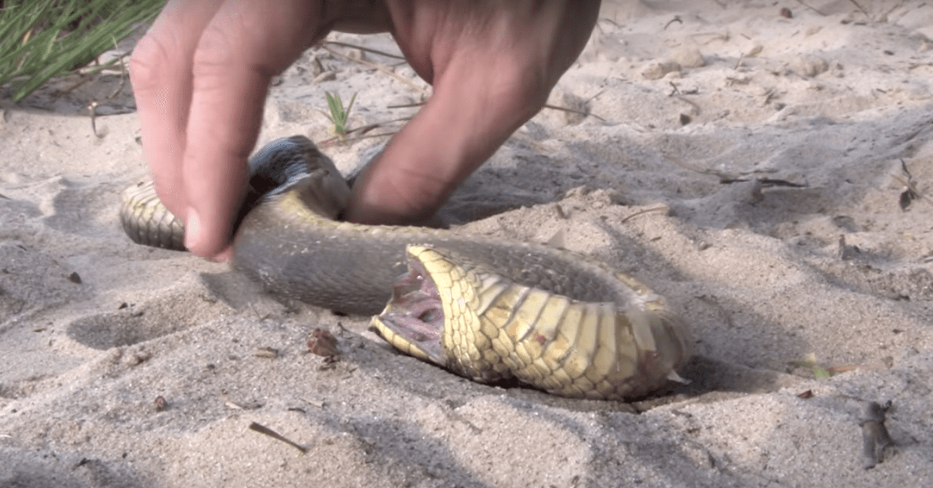 Serpiente haciéndose la muerta.
