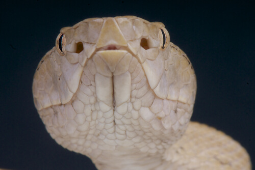 Serpiente Protobothrops tokarensis.