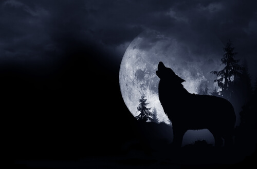 Los lobos no aúllan porque sea luna llena.