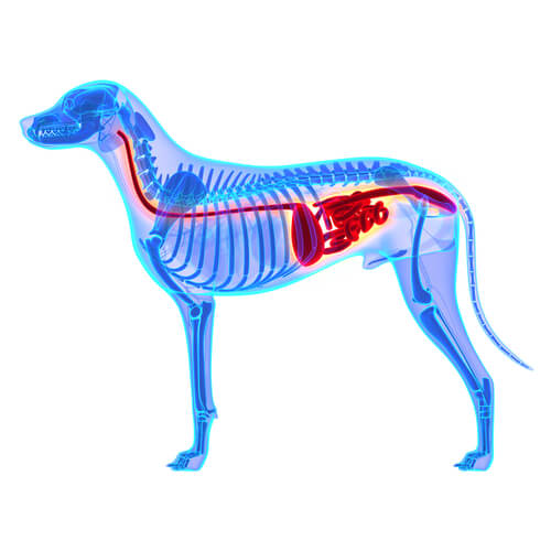 Ilustración en 3D del sistema digestivo del perro.
