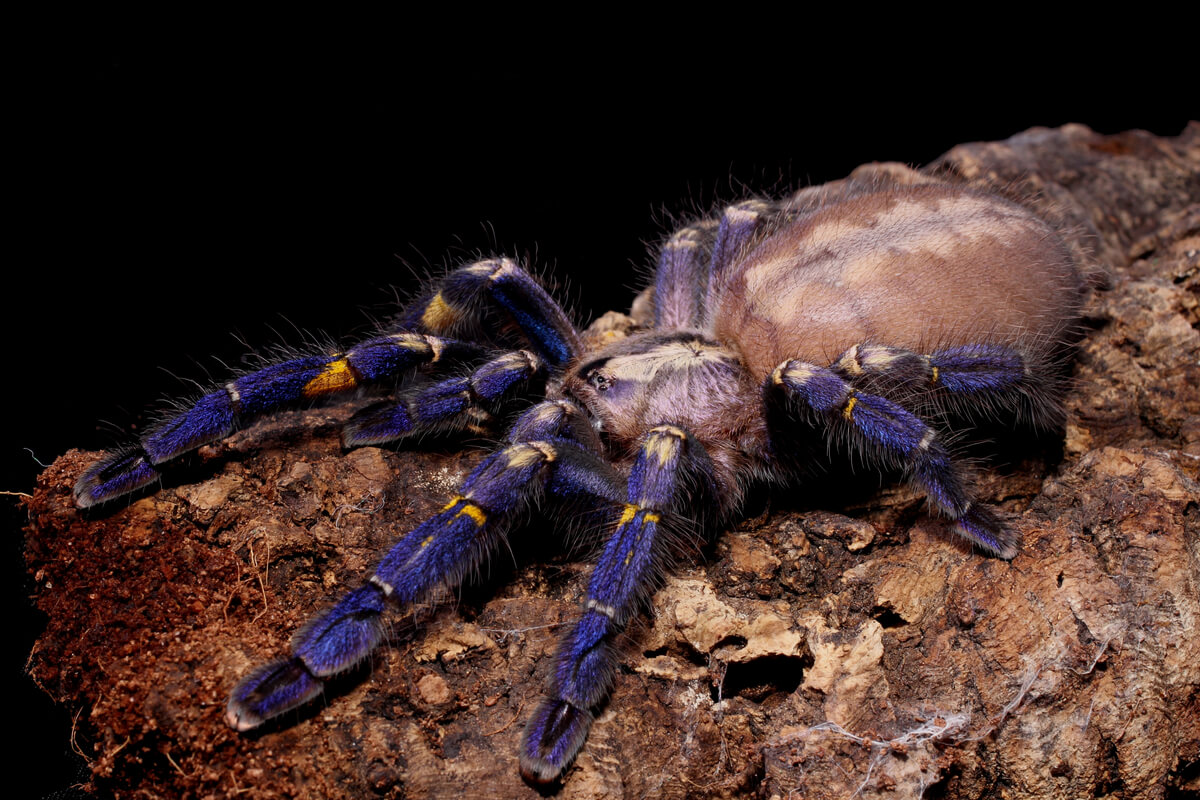 Una tarántula azul sobre un árbol.