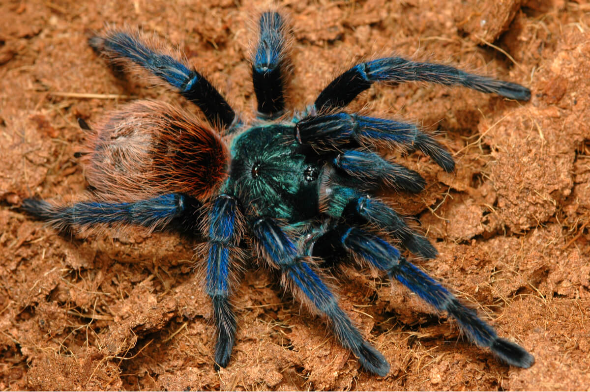 Una tarantola blu-brunastra.