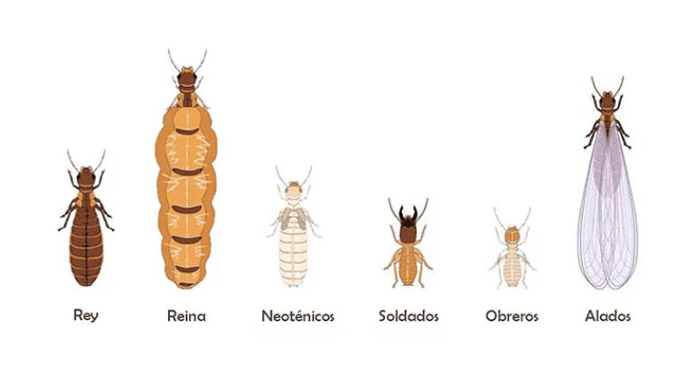Tipos de termitas.
