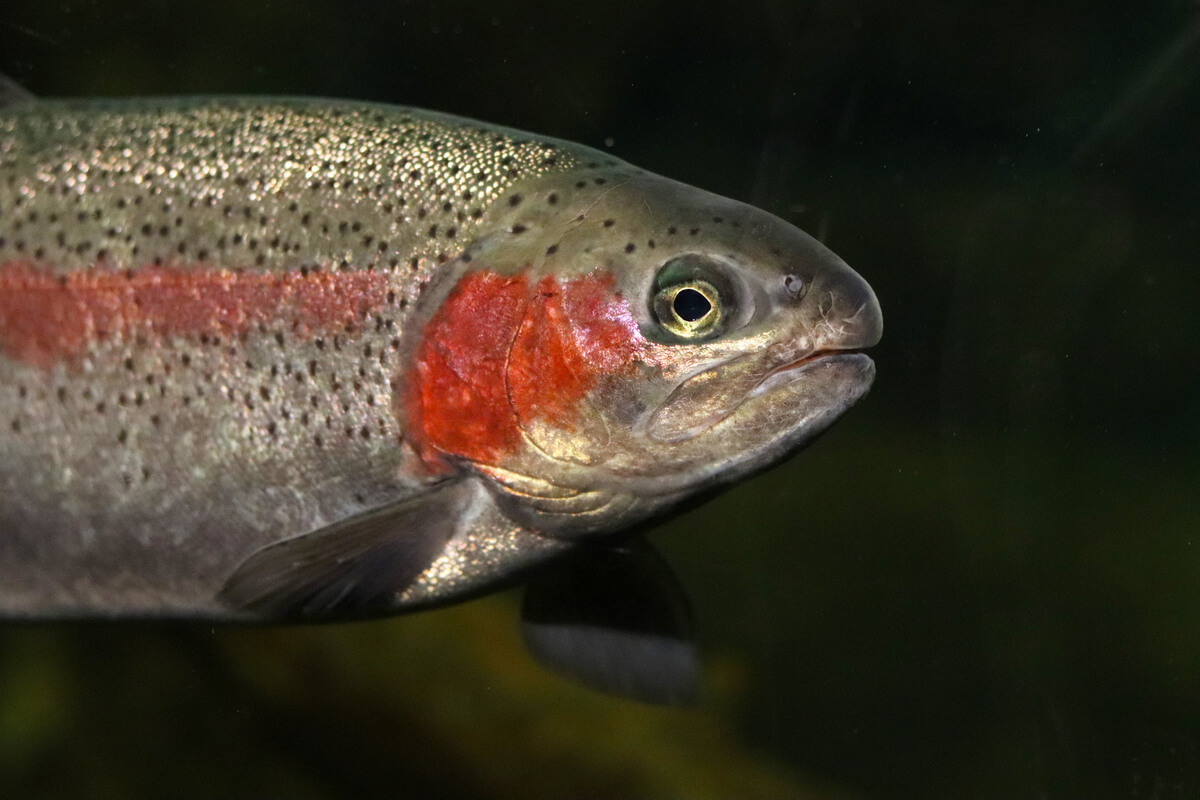 La trucha arcoíris, un salmónido multicolor