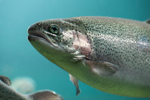 ¿Los peces sienten dolor? Lo que dice la ciencia