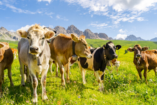 La importancia de la ecología en la producción animal