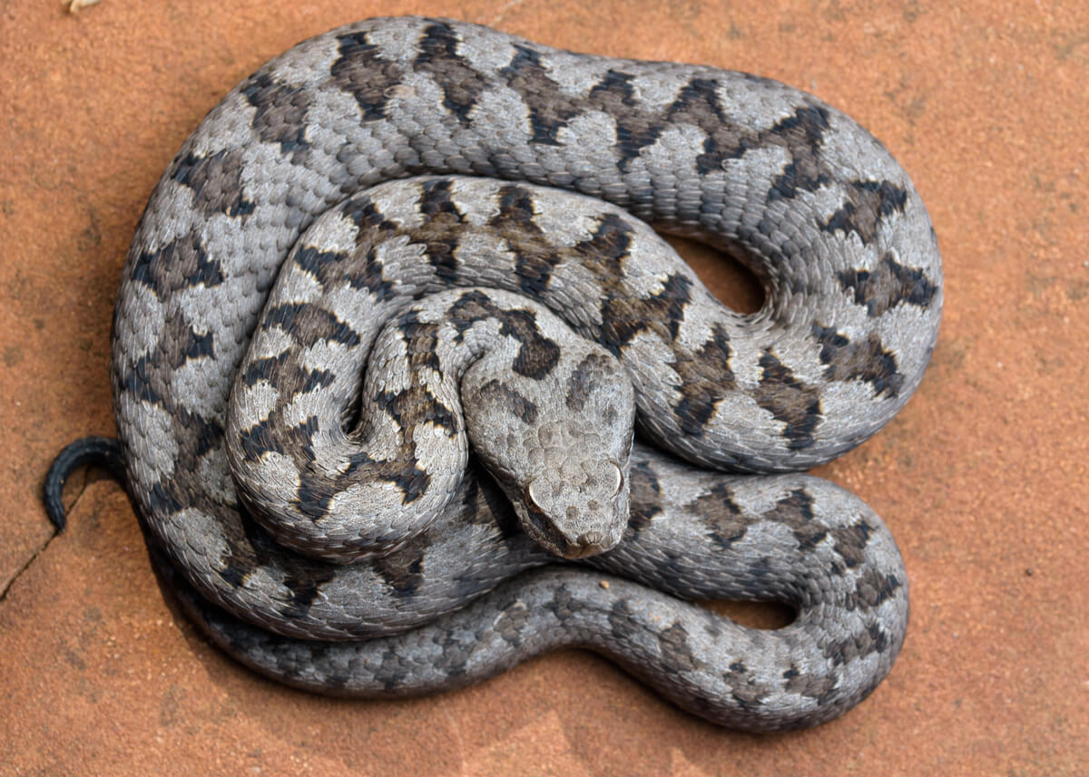 Comment naissent les serpents ?