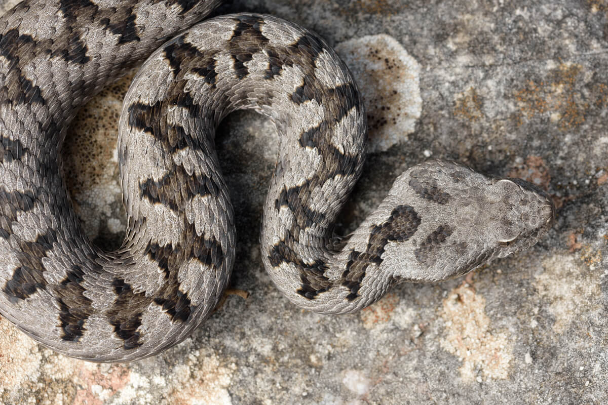 Camouflage van een slang